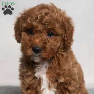 Isaiah, Cavapoo Puppy